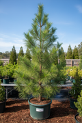 7' Tall Loblolly Pine