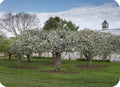 York Apple Tree