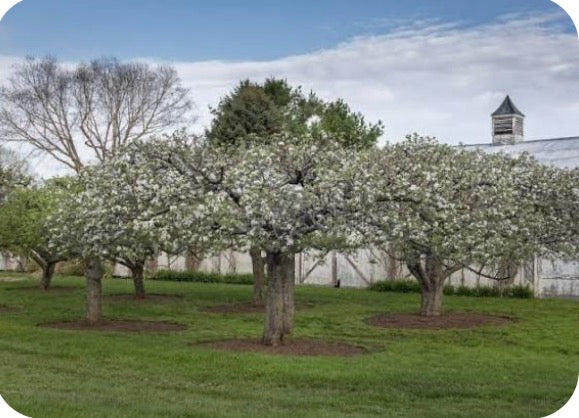 York Apple Tree