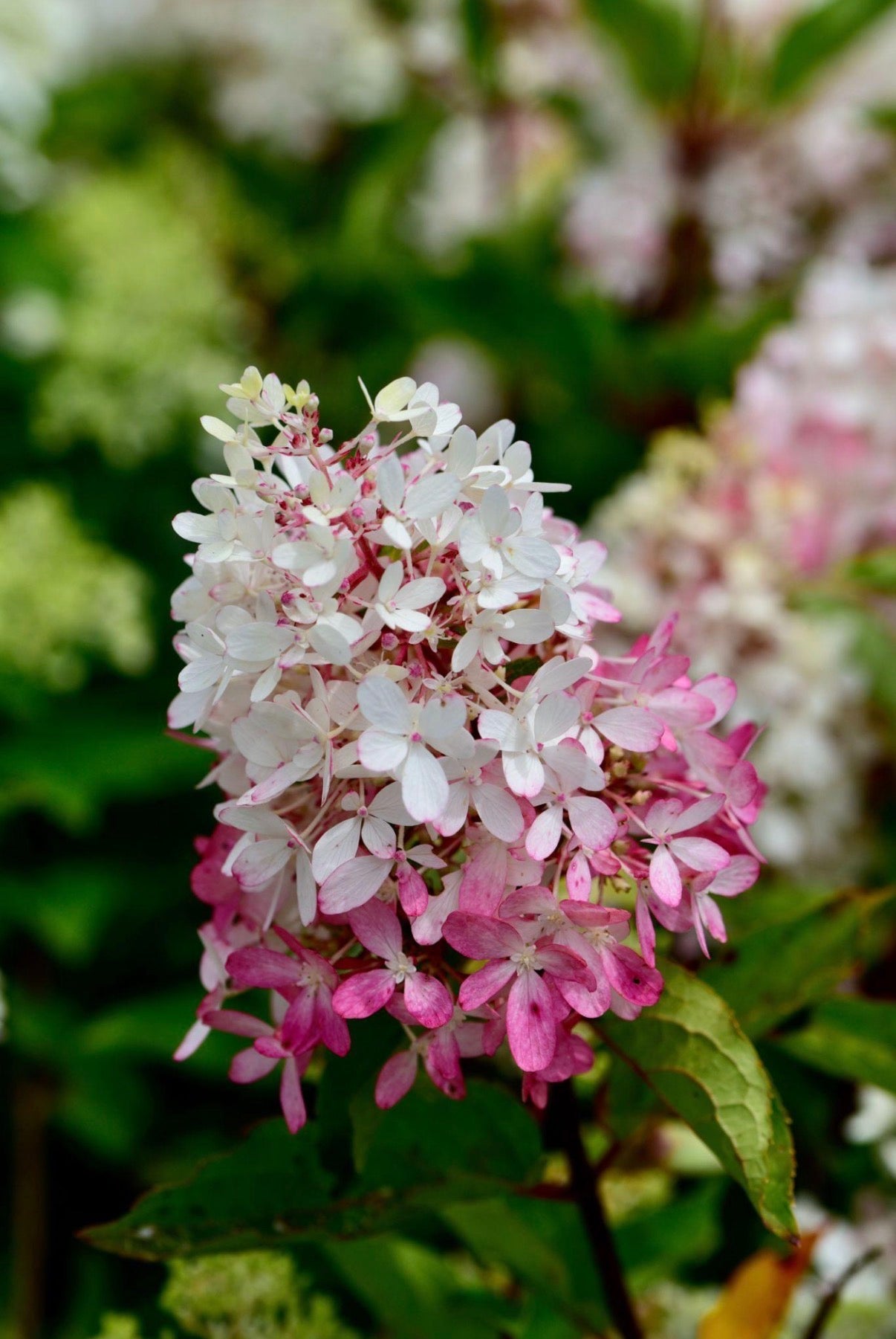 Zinfin Doll® Hardy Hydrangea