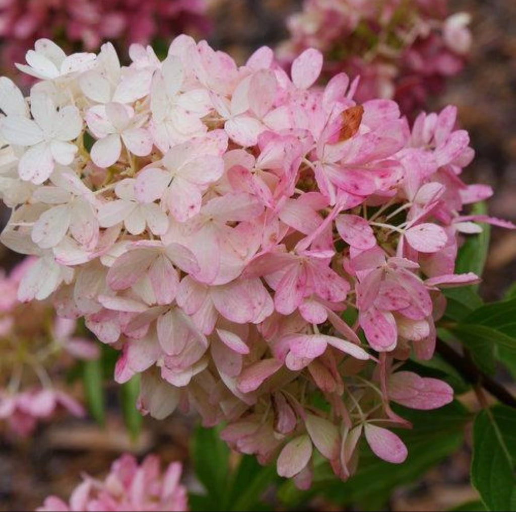 Zinfin Doll® Hardy Hydrangea