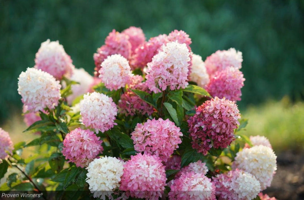 Zinfin Doll® Hardy Hydrangea