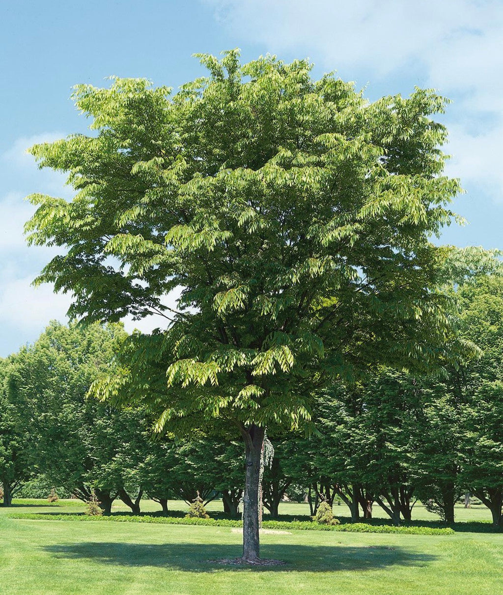 ZELKOVA VILLAGE GREEN