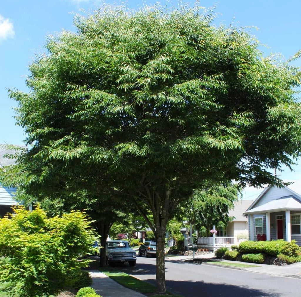 ZELKOVA VILLAGE GREEN