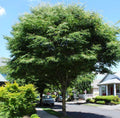 ZELKOVA VILLAGE GREEN