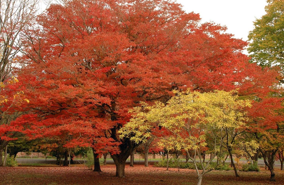 ZELKOVA SERRATA