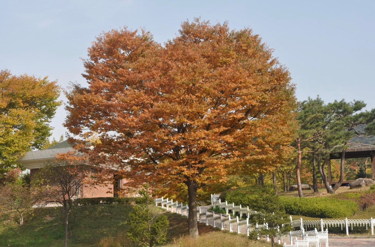 ZELKOVA SERRATA