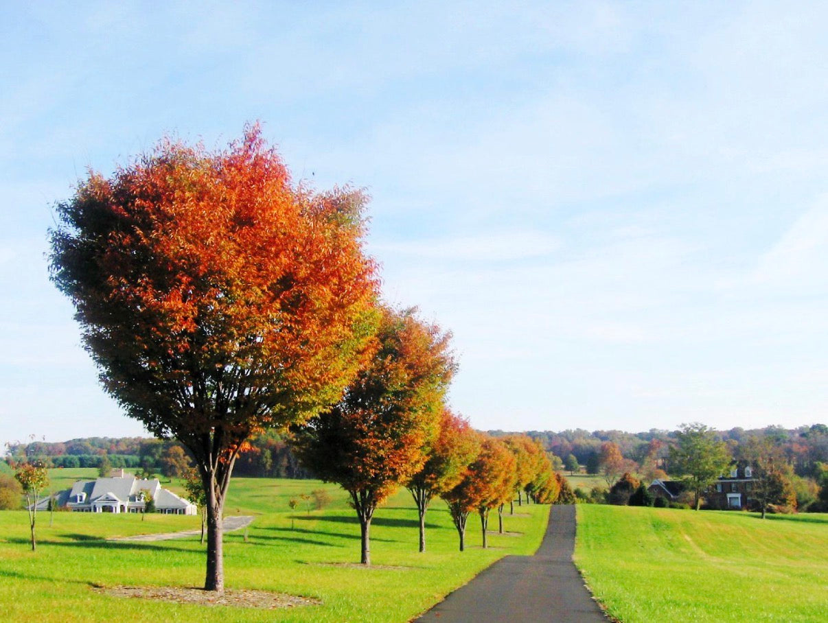 ZELKOVA, GREEN VASE®