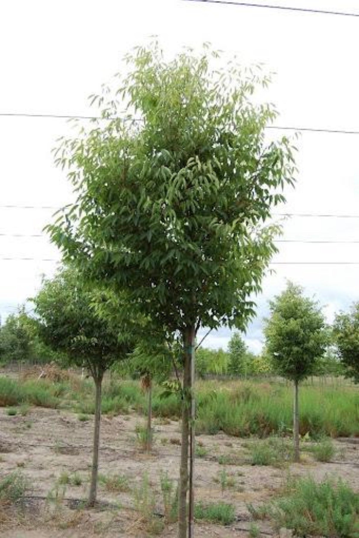 ZELKOVA, GREEN VASE®