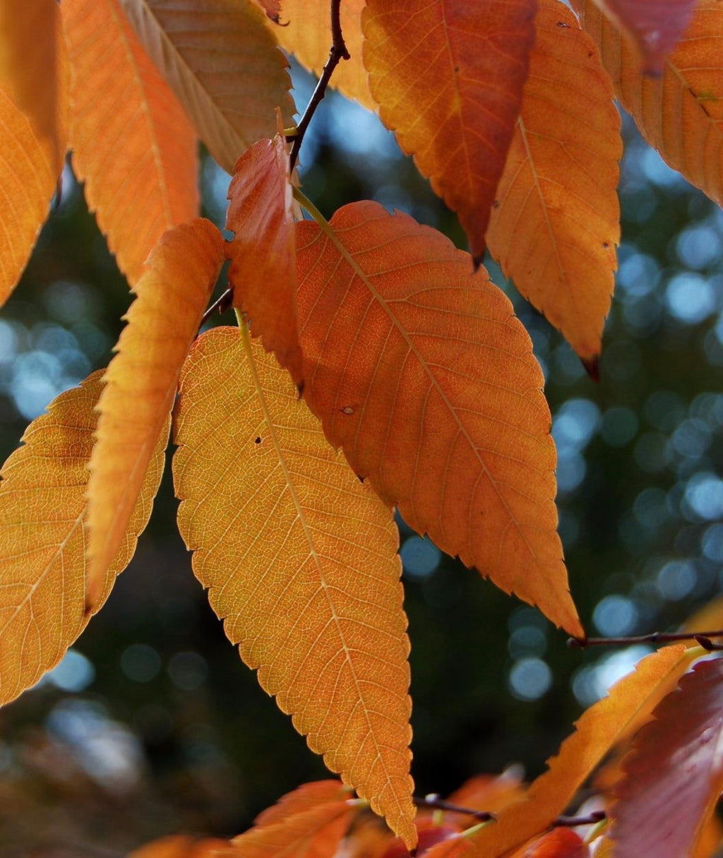 ZELKOVA, GREEN VASE®