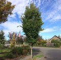 ZELKOVA, MUSASHINO