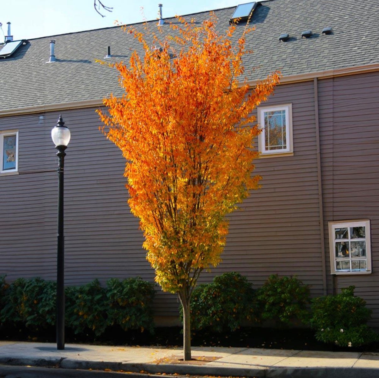 ZELKOVA, MUSASHINO