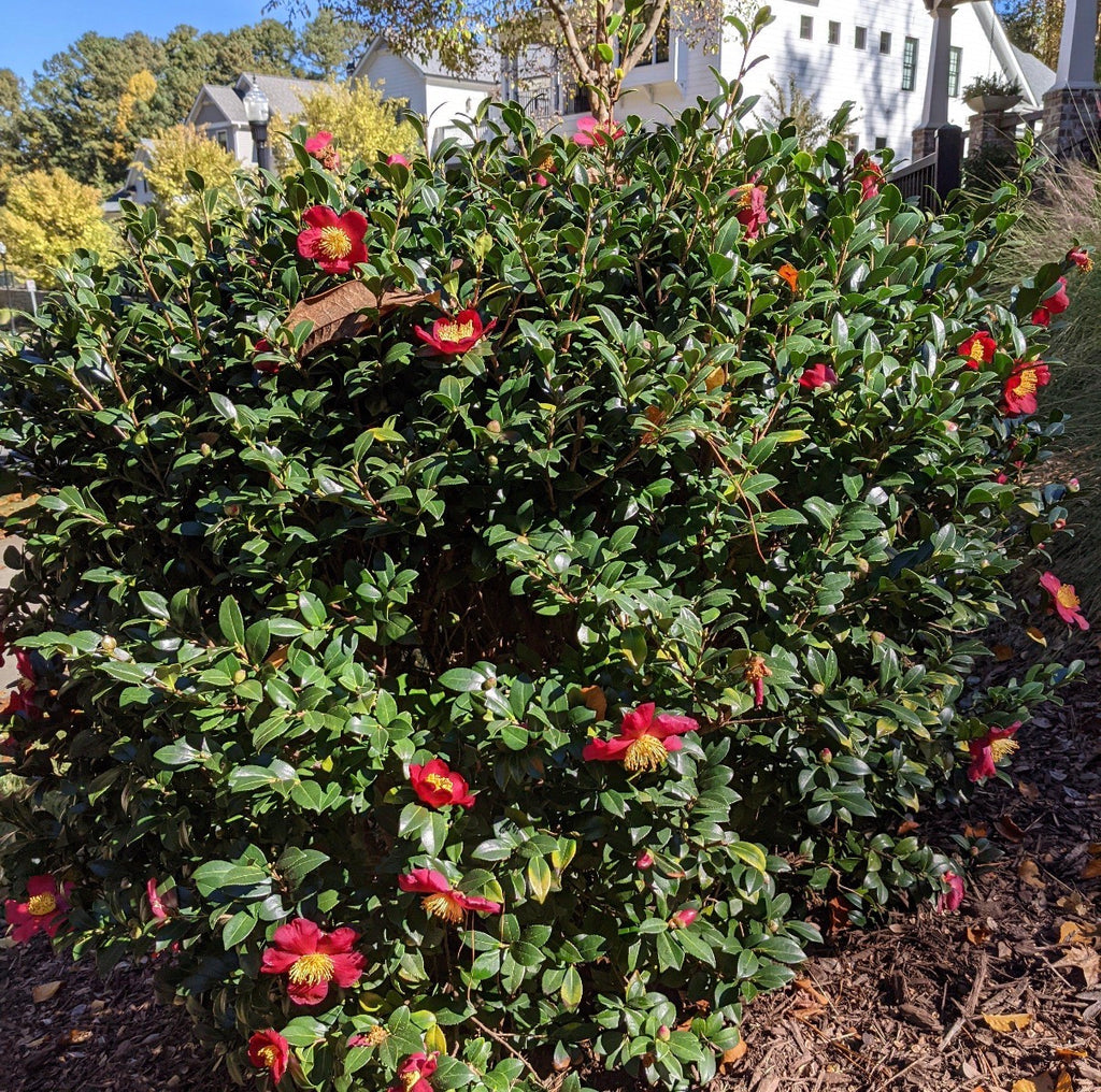 Yuletide