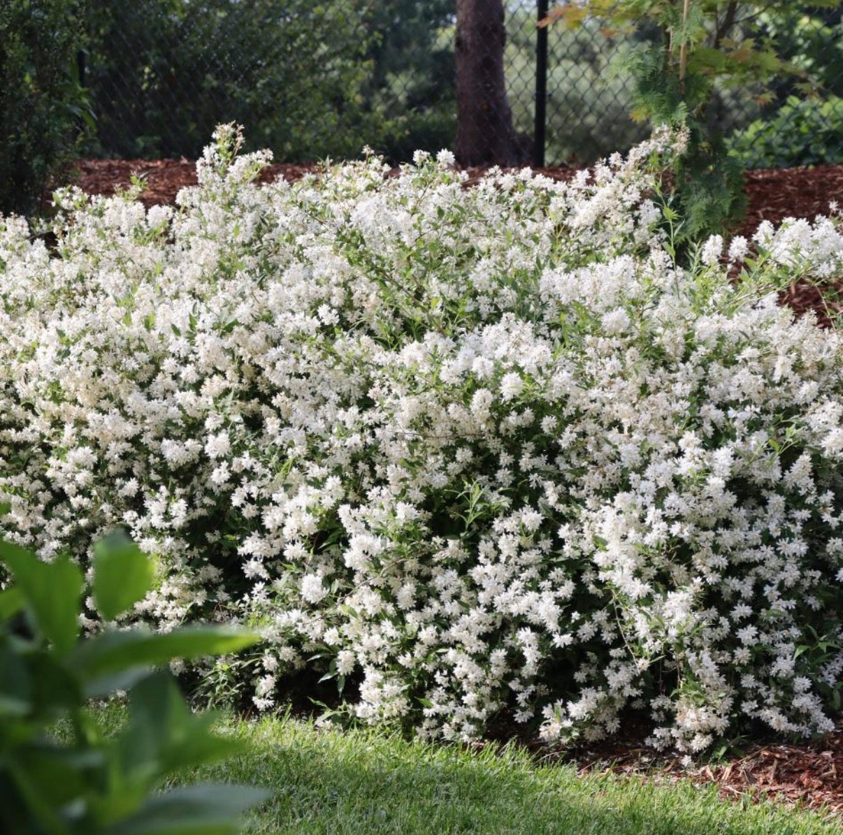 YUKI SNOWFLAKE (R) |Proven Winners(R) Color Choice(R)
