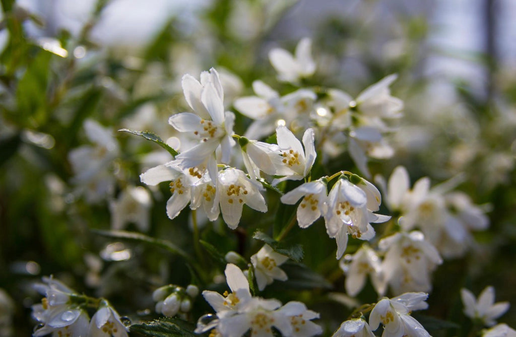 YUKI SNOWFLAKE (R) |Proven Winners(R) Color Choice(R)
