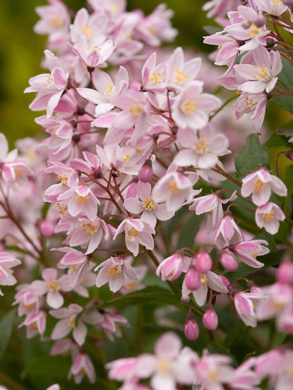 YUKI CHERRY BLOSSOM (R) |Proven Winners(R) Color Choice&r