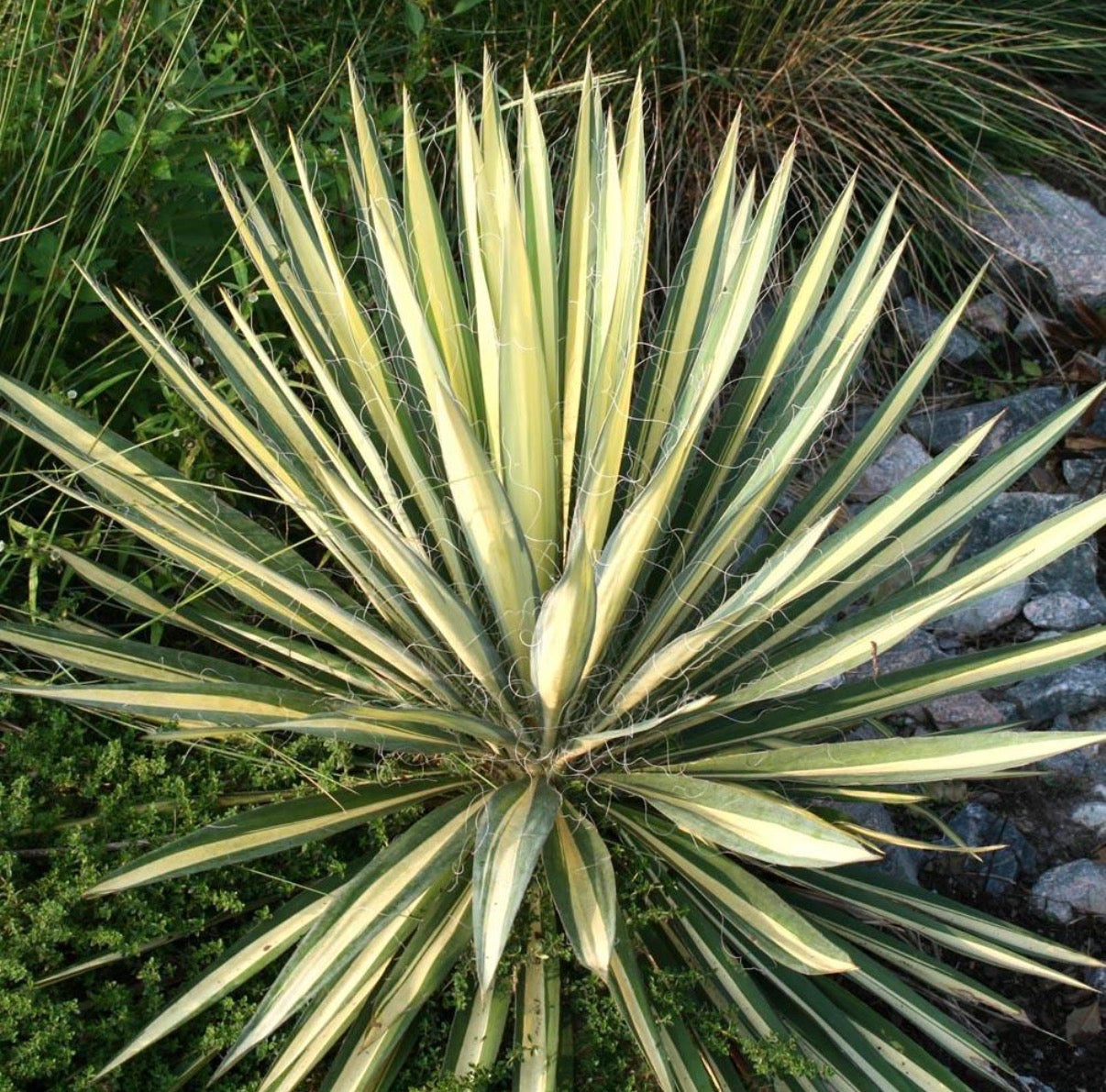 Yucca Colorguard Variegated