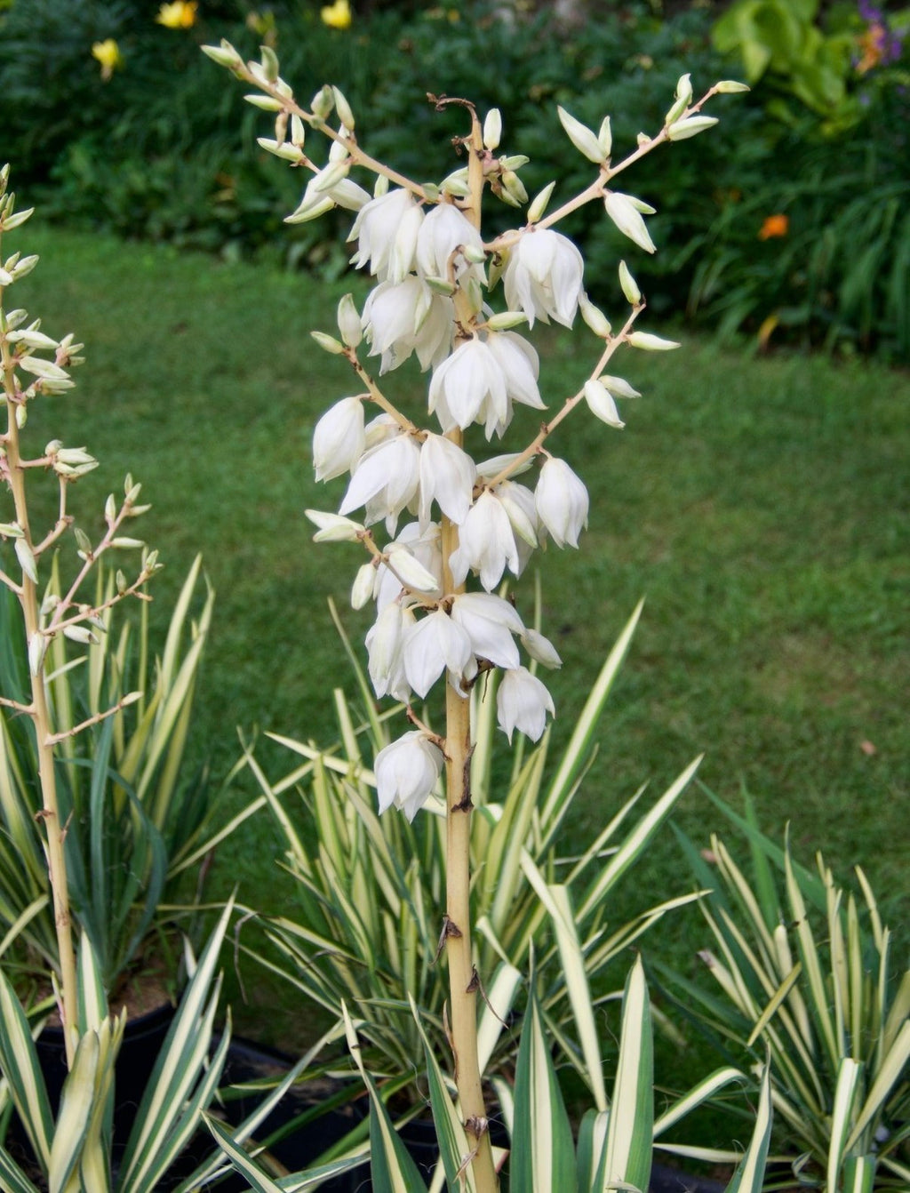 Yucca Colorguard Variegated