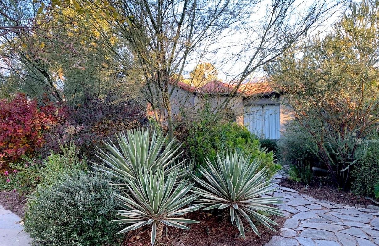 Yucca Colorguard Variegated