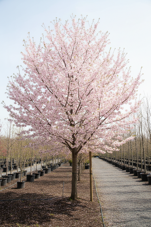 Akebono Cherry