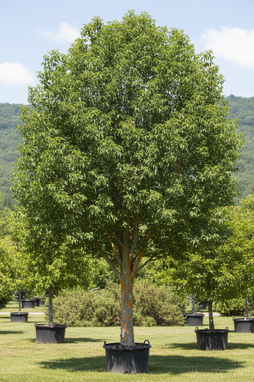 Allee Elm