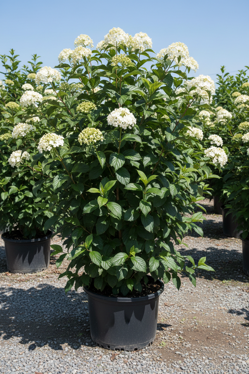 Alleghany Viburnum