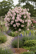 Althea 'Lucy in Disguise' Tree Form