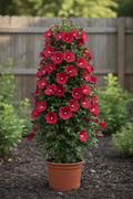 Althea Red Pillar