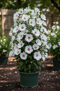 Althea White Pillar