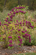American Beautyberry