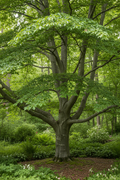 American Beech