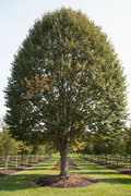 American Beech