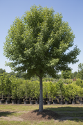 American Hornbeam full nursery stock