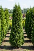 American Pillar Arborvitae