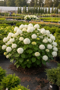 Annabelle Hydrangea