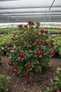 Aphrodite Sweetshrub