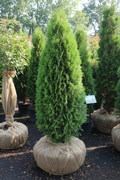 Arborvitae Emerald Green B&B