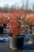 Arctic Fire Red Twig Dogwood