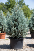Arizona Blue Ice Juniper