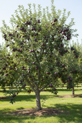 Arkansas Black Apple Standard