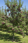 Arkansas Black Apple