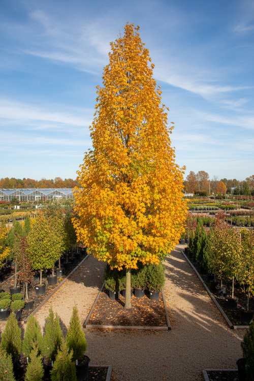 Armstrong Maple