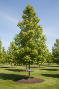 Arnold Tulip Poplar