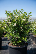 Aronia Lowscape Mound