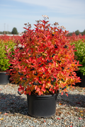 Aronia Lowscape Snowfire