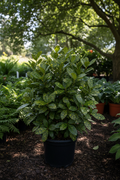 Aucuba Japonica Gold Dust