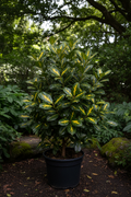Aucuba Japonica Picturata
