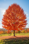 Autumn Blaze Maple
