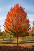 Autumn Brilliance Serviceberry