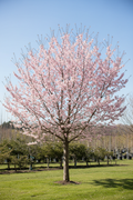 Autumnalis Flowering Cherry